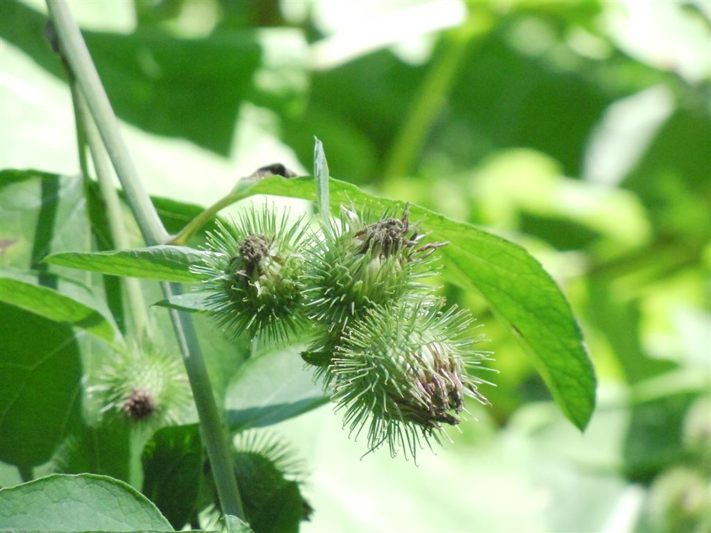Pianta con grandi foglie - Arctium sp.